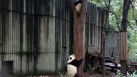 熊貓基地的萌滾滾上演“萌貝樹”地盤爭奪戰